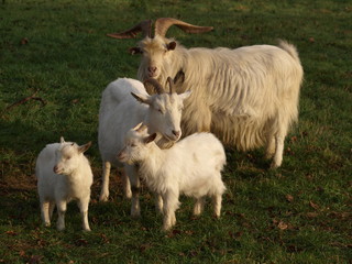 Obraz premium Ziegen-Familie