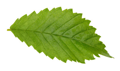 green leaf isolated