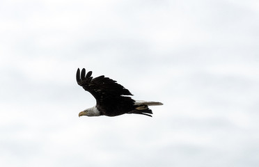 bald eagle in flight