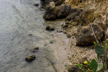 view from the top of a rocky coast with stones where a cactus with a flower
