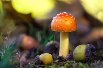 red colored mushroom in grass