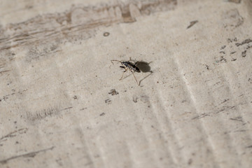 Small insect with two antennas.