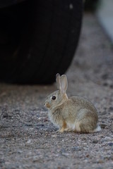 rabbit tire