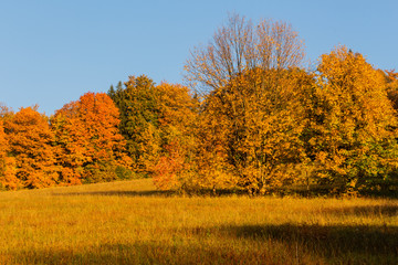 Autumn trees in sunny autumn park lit by sunshine - sunny autumn landscape in bright sunlight. Autumn park scene