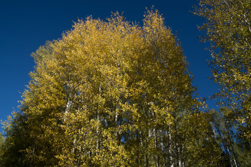 yellow tree in autumn