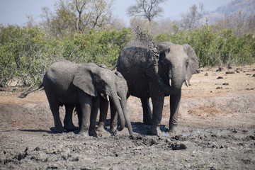 Obraz premium Elephants taking mud bath at water hole, Kruger National Park, South Africa