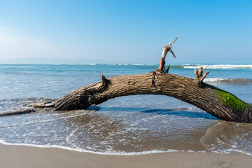 Fallen tree limb with green moss at blue beach