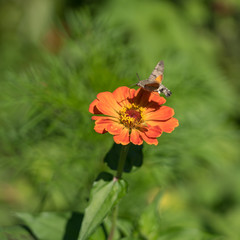 Hummingbird hawk-moth (Macroglossum stellatarum) in Romania