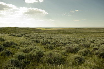 Scenic view of grassy field © Cavan for Adobe