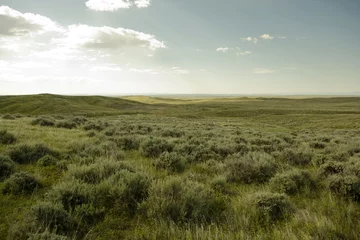 Fototapete Weiß Scenic view of grassy field  © Cavan for Adobe