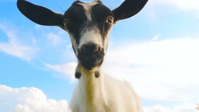 Funny goat. Close-up. Slow motion
