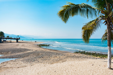 Fototapeta na wymiar Serene beach with palm tree during day