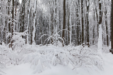 Snowfall in the forest, cold winter weather scene, snow covered trees landscape