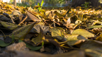 Fallen yellow orange leaves on the ground