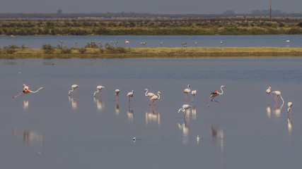 Flamingos in the salt lake