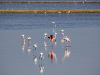 Flamingos in the salt lake