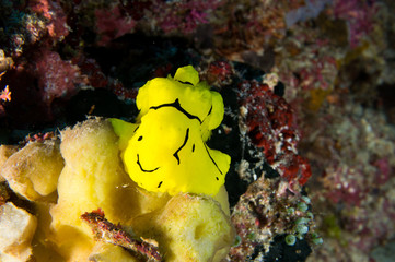 Nudibranqueo banana con smile