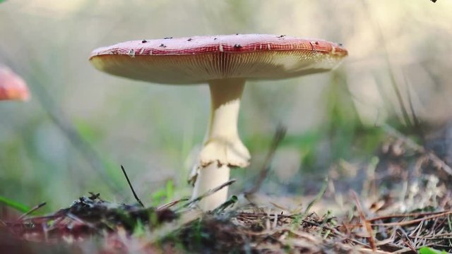 Poisonous fly agaric/ fly amanita mushroom in the central European pine forest. Sunny autumn beautiful day with light breeze, dolly shot, shallow depth of the field, 59.94 fps.