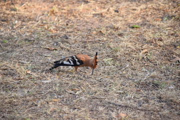 African Hoopoe, Kruger National Park, South Africa