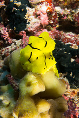 Nudibranqueo banana