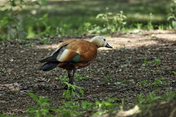 Hiding. Wild duck