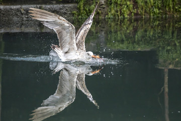 Möwen beim Fischen