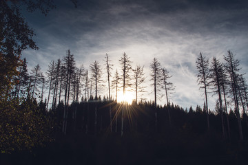 Mountain forest sunset with silhouette of pine trees and lens flare with moody autumn colors. Brocken, nature reserve Harz mountains, National Park Harz in Saxony-Anhalt, Germany