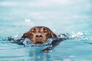 Portrait of Chocolate Labrador swimming in pool © Cavan for Adobe