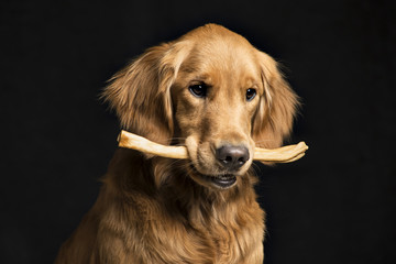 Golden Retriever with bone against black background © Cavan for Adobe