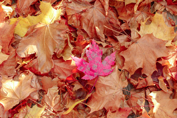 Polka Dot Leaf