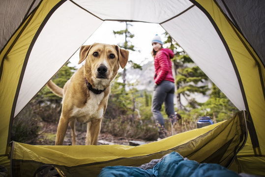 Portrait of dog standing by tent - a set of camping equipment and accessories for camping