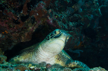 Tortuga en la pared del arrecife 3