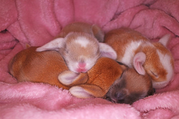Fototapeta na wymiar Cute bunny lop rabbit baby kit on colorful studio background. New born baby animal pet rabbits.