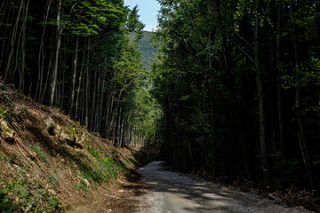 Fototapeta premium View of dirty road between a forest 