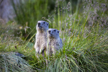 Two Alpine marmots ( Marmota marmota) in the grass.