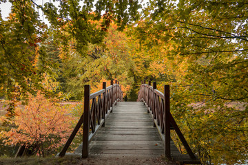 Fototapeta na wymiar Park with bridge autumn nature