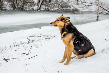 The dog sits on the river's side on a cold winter day_