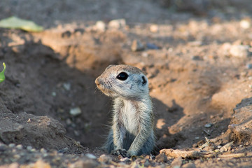 An adorable round tailed ground squirrel in the Sonoran Desert. Wildlife native to the American Southwest, a cute, furry rodent poses near the entrance to their burrow in Pima County, Tucson, Arizona.