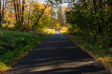 Fototapeta premium Autumn scene. Fall background. Colorful leaves in park everywhere. Trees and path covered by yellow foliage.