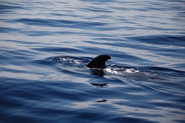 Fototapeta premium swimming in water whale