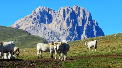 Obraz premium cows grazing in campo imperatore
