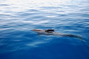 Fototapeta premium swimming in water whale