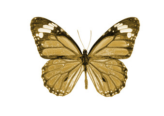 Golden butterfly on a white background