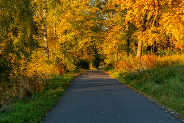 Autumn scene. Fall background. Colorful leaves in park everywhere. Trees and path covered by yellow foliage.