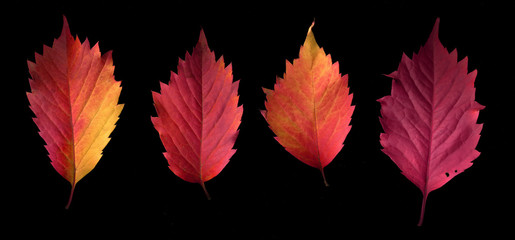 Obraz premium Autumn colorful leaves on a black background.