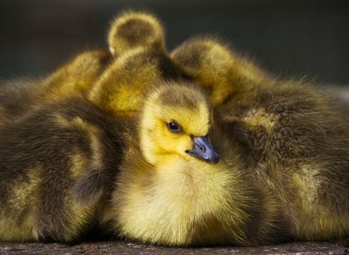Close up of goslings