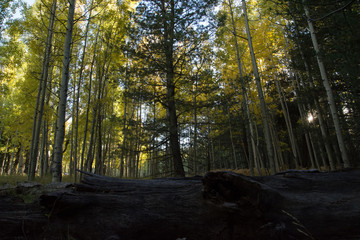 Obraz premium forest clearing