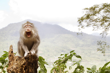 Long-tailed Macaque sitting on tree trunk © Cavan for Adobe