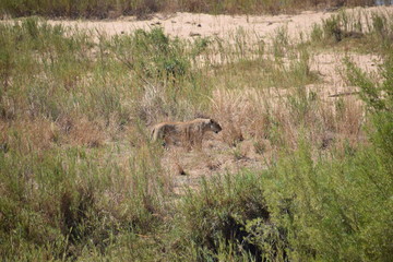 Lion, Kruger National Park, South Africa
