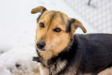 A dog chained by the chain in winter is suffering from cold_